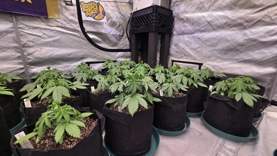 BananaPurplePunchAuto(RF3). Week 2