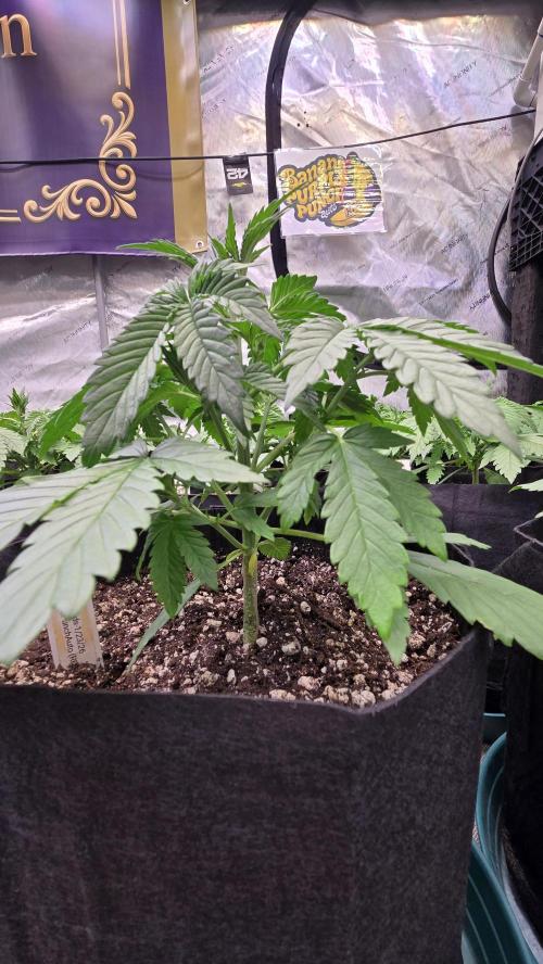 BananaPurplePunchAuto(RF3). Week 2