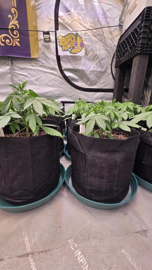 BananaPurplePunchAuto(RF3). Week 2