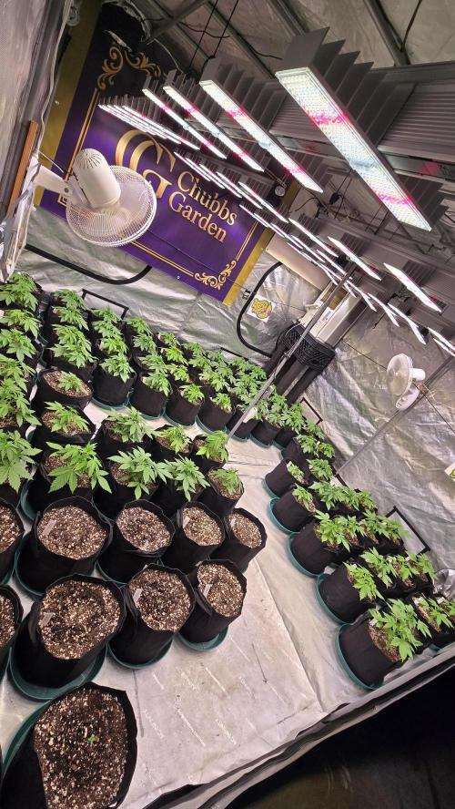 BananaPurplePunchAuto(RF3). Week 2