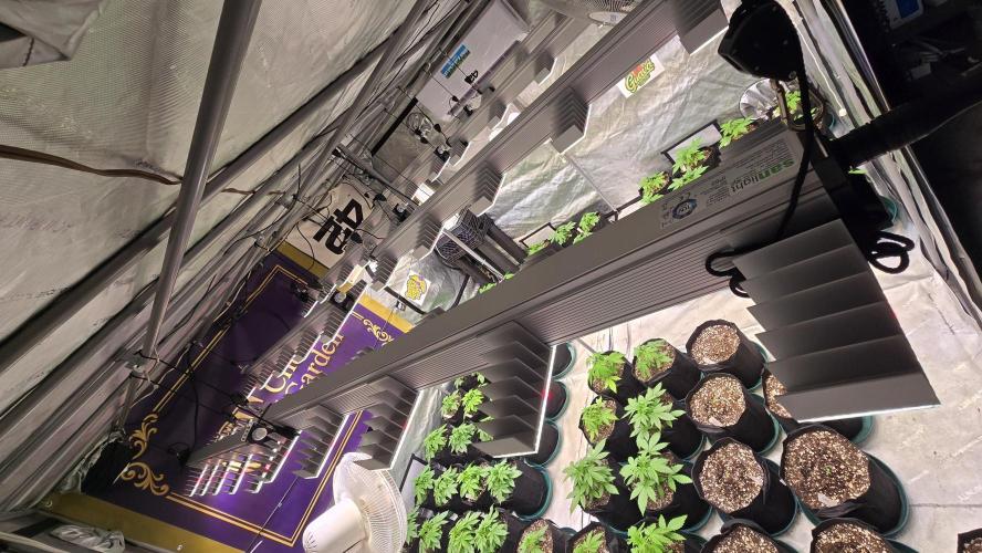 BananaPurplePunchAuto(RF3). Week 2