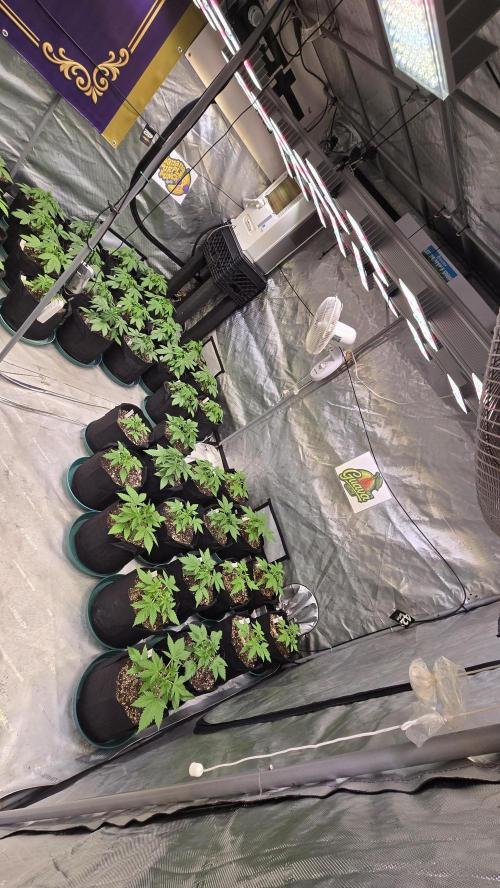 GuavaAuto(RF3). Week 2