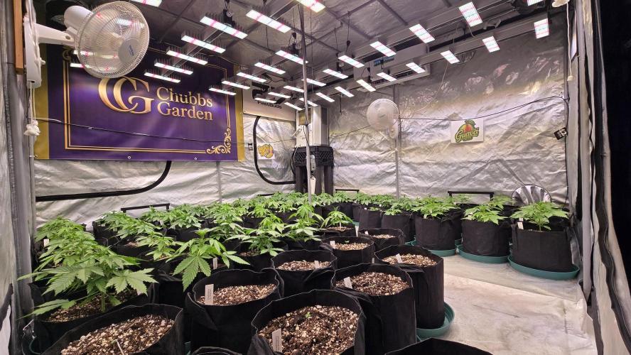 GuavaAuto(RF3). Week 2