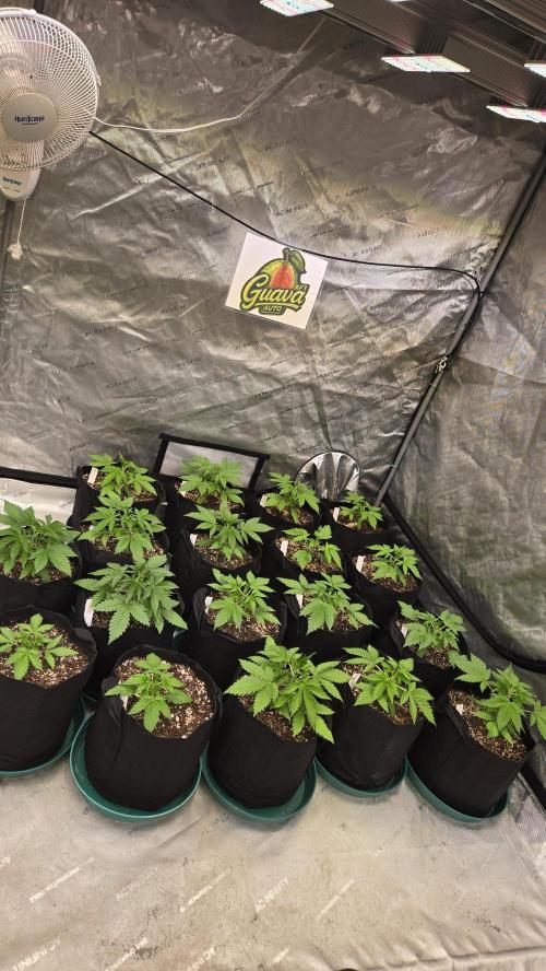 GuavaAuto(RF3). Week 2