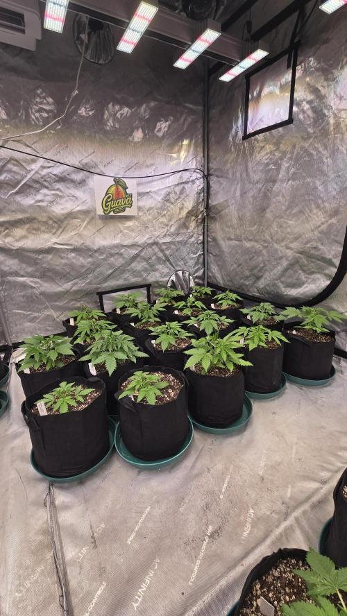 GuavaAuto(RF3). Week 2