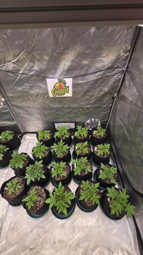 GuavaAuto(RF3). Week 2