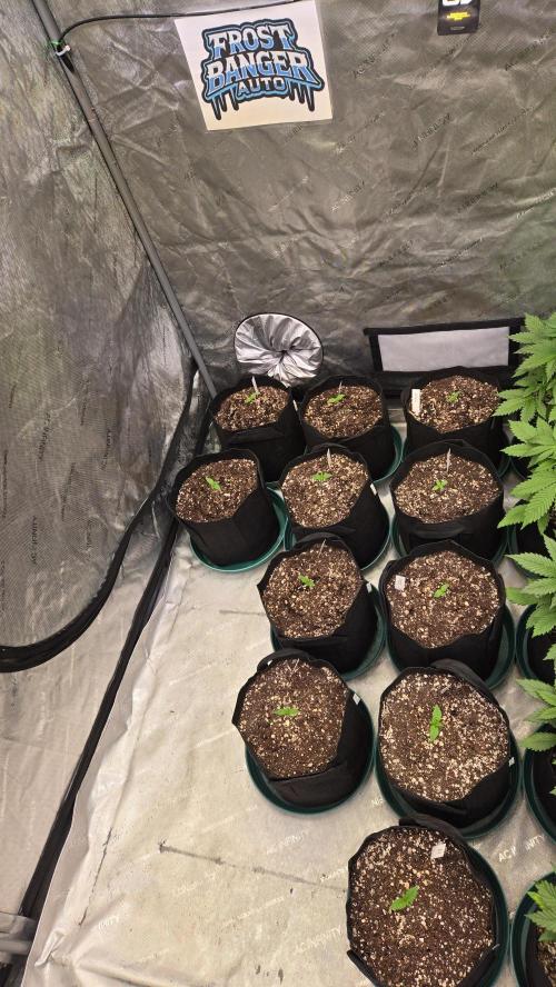 FrostBangerAuto. Week 1