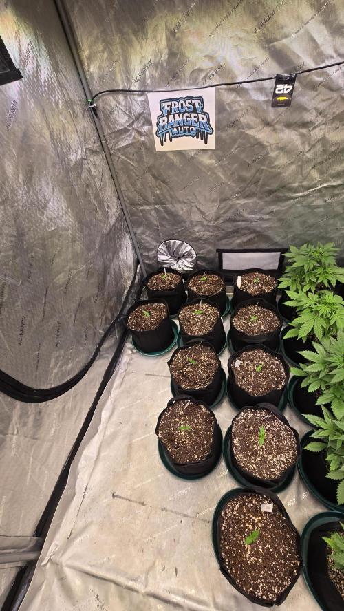 FrostBangerAuto. Week 1