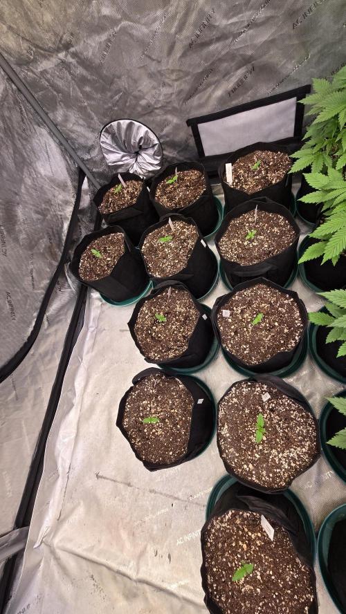 FrostBangerAuto. Week 1