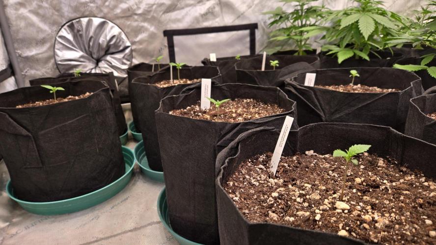 FrostBangerAuto. Week 1