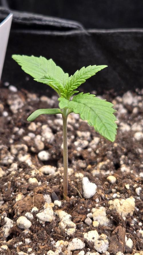 FrostBangerAuto. Week 1