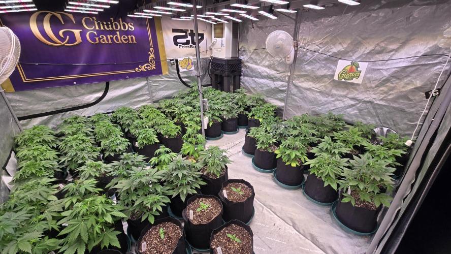 AppleStrudelAuto. Week 3