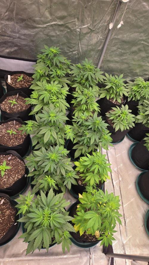 AppleStrudelAuto. Week 3