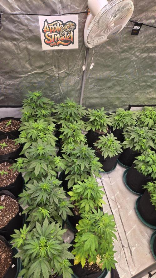 AppleStrudelAuto. Week 3