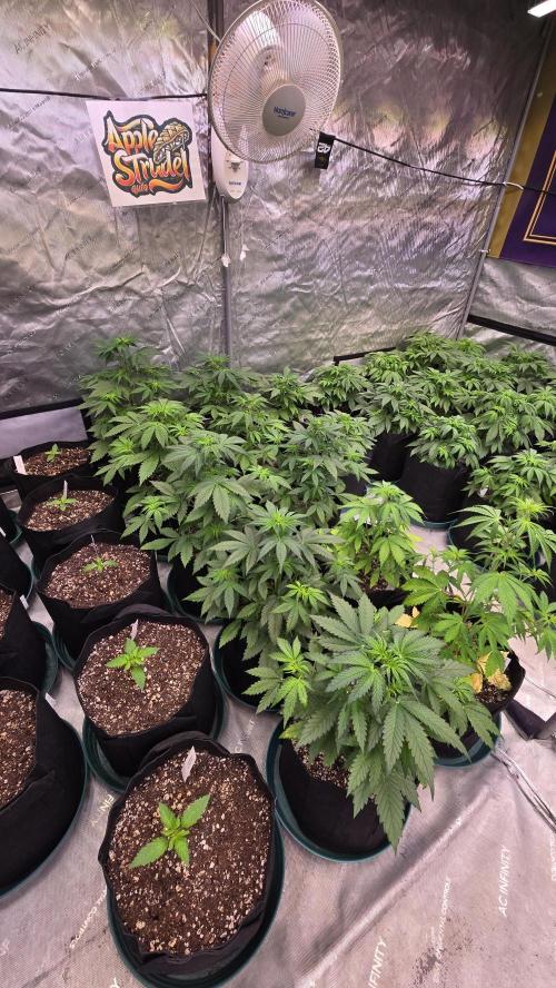 AppleStrudelAuto. Week 3