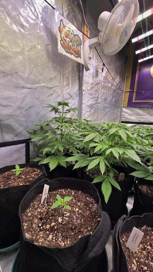 AppleStrudelAuto. Week 3