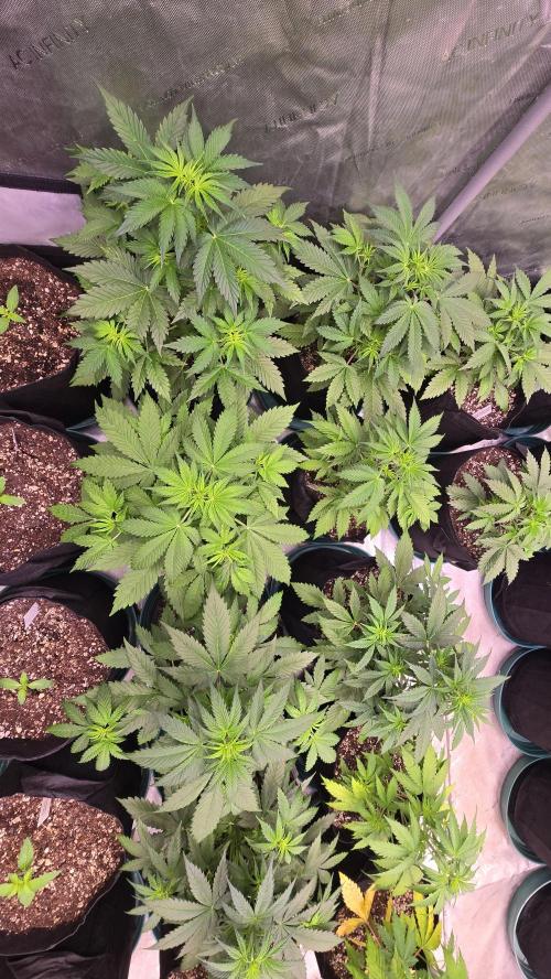 AppleStrudelAuto. Week 3