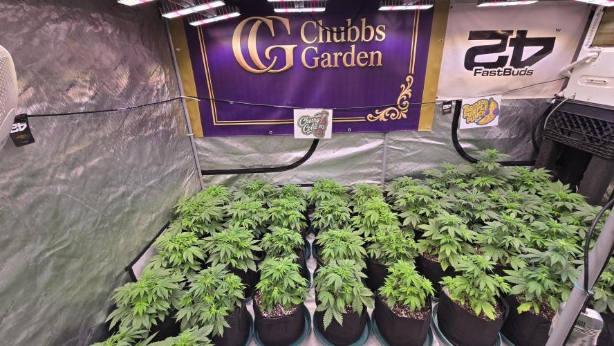CherryColaAuto (RF3). Week 3