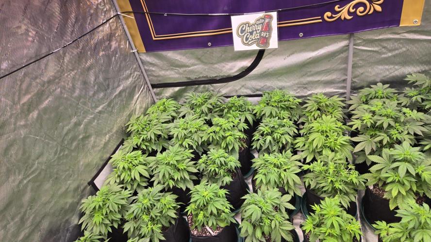 CherryColaAuto (RF3). Week 3