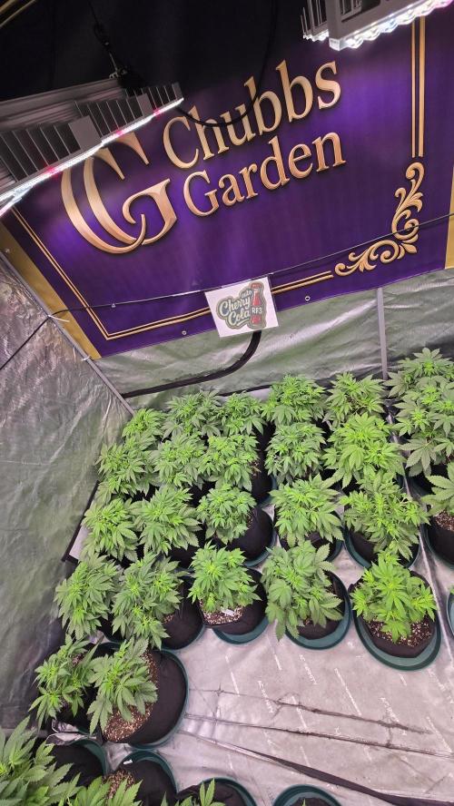 CherryColaAuto (RF3). Week 3