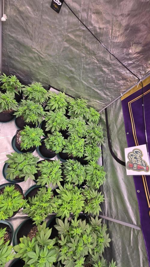 CherryColaAuto (RF3). Week 3