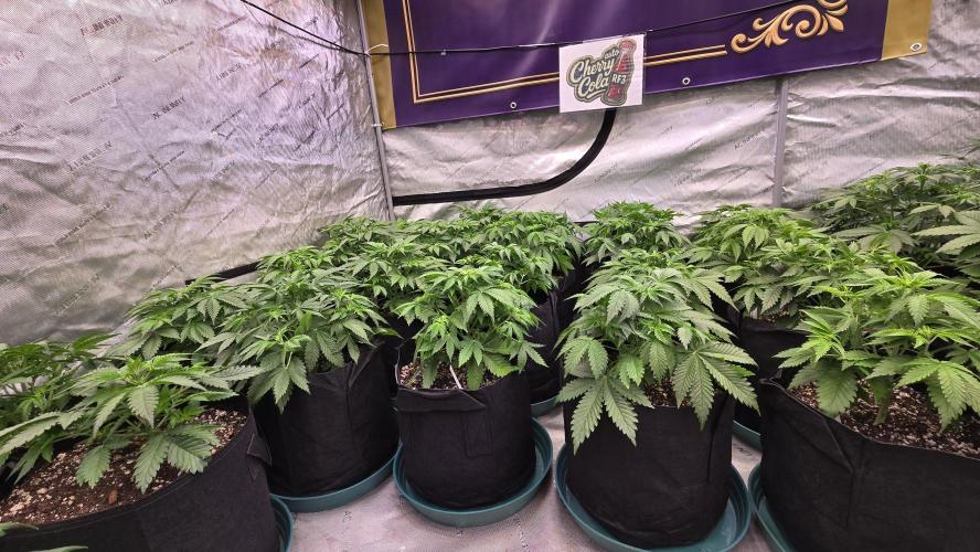 CherryColaAuto (RF3). Week 3