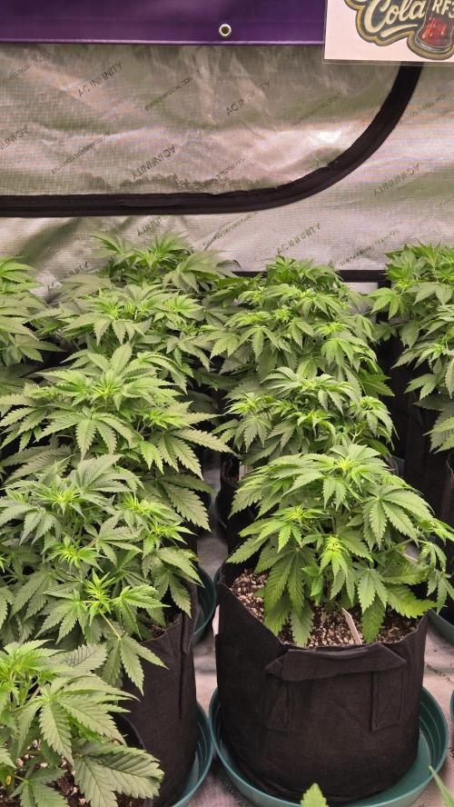 CherryColaAuto (RF3). Week 3