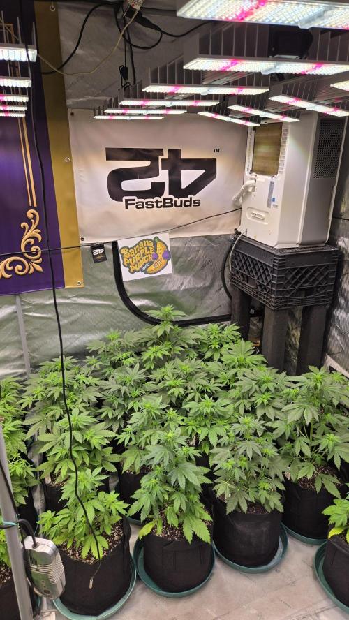 BananaPurplePunchAuto(RF3). Week 3