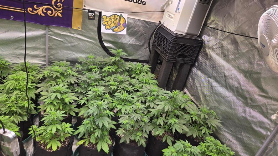 BananaPurplePunchAuto(RF3). Week 3