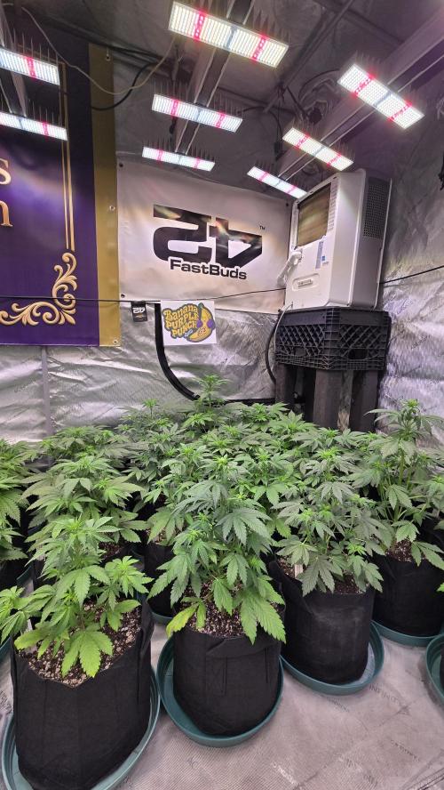 BananaPurplePunchAuto(RF3). Week 3