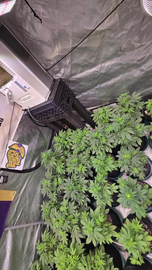 BananaPurplePunchAuto(RF3). Week 3