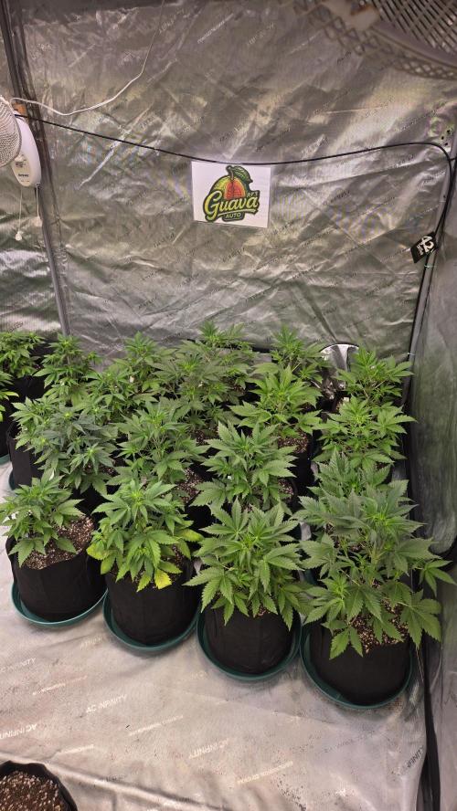GuavaAuto(RF3). Week 3