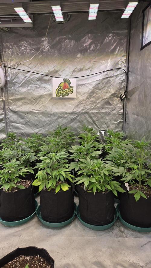 GuavaAuto(RF3). Week 3