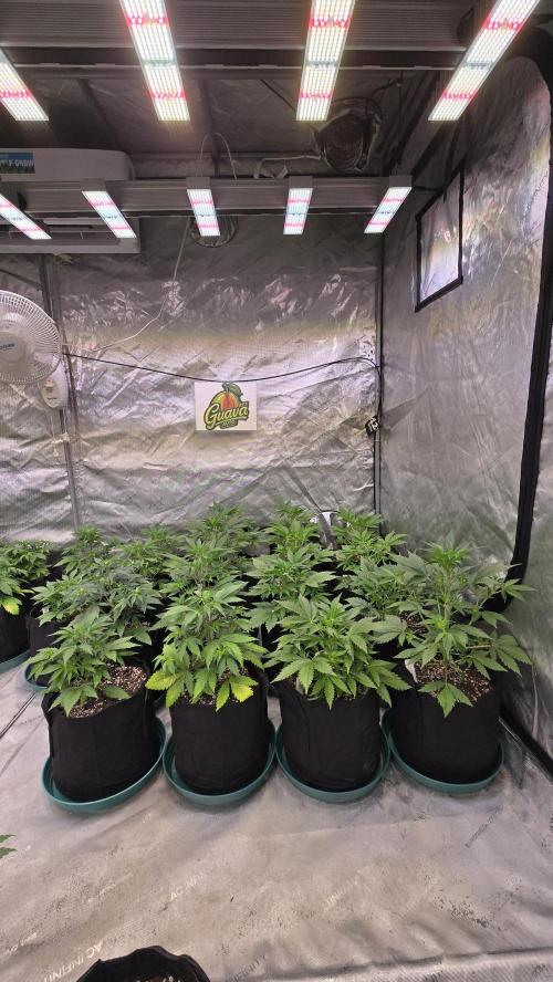 GuavaAuto(RF3). Week 3