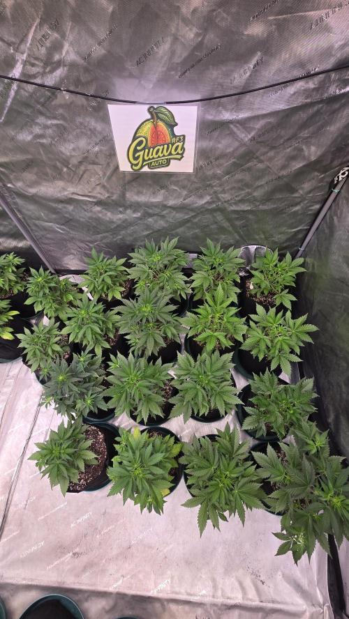 GuavaAuto(RF3). Week 3