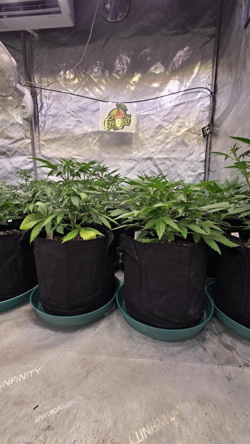 GuavaAuto(RF3). Week 3