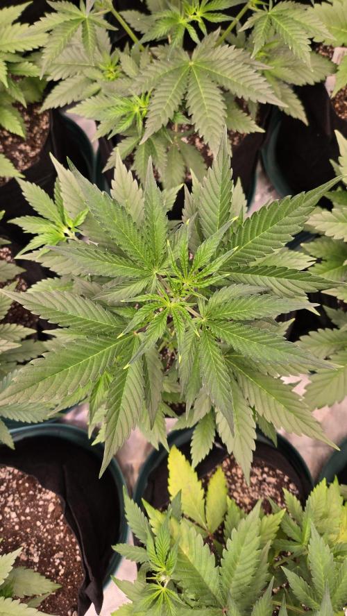 GuavaAuto(RF3). Week 3