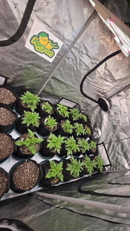 ApricotAuto. Week 2