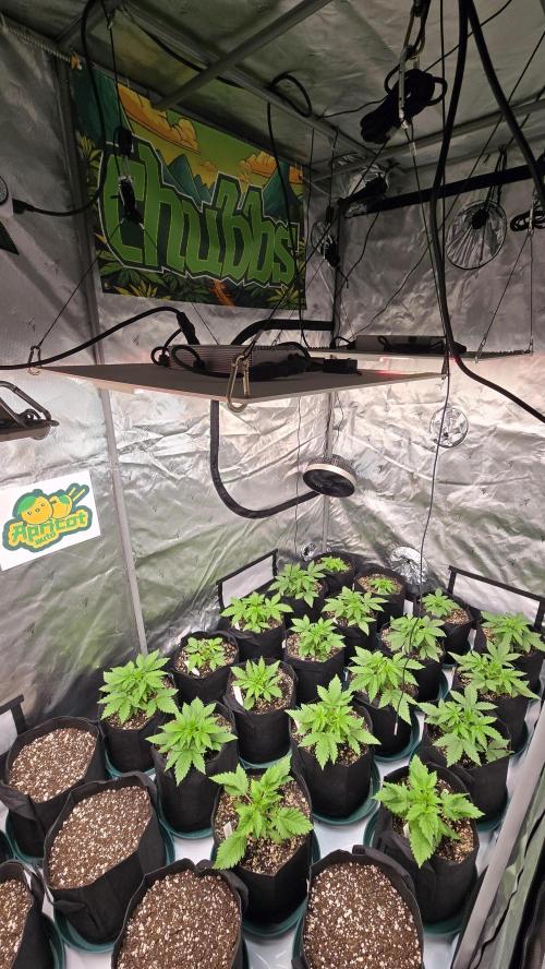 ApricotAuto. Week 2