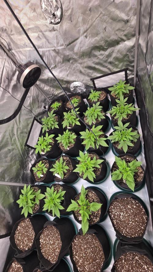 ApricotAuto. Week 2