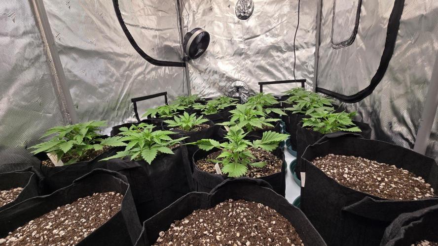 ApricotAuto. Week 2