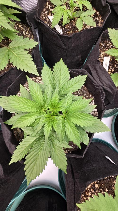 ApricotAuto. Week 2