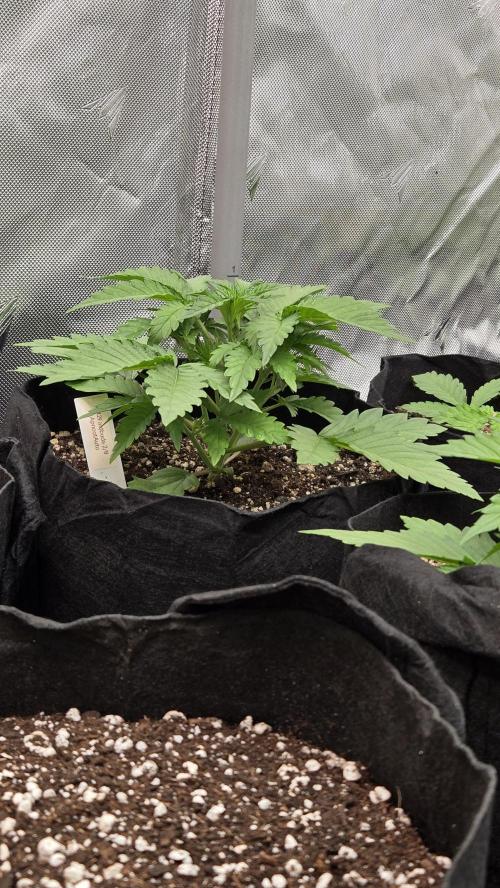 ApricotAuto. Week 2