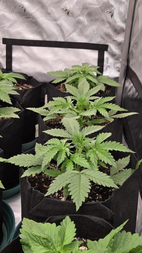 ApricotAuto. Week 2