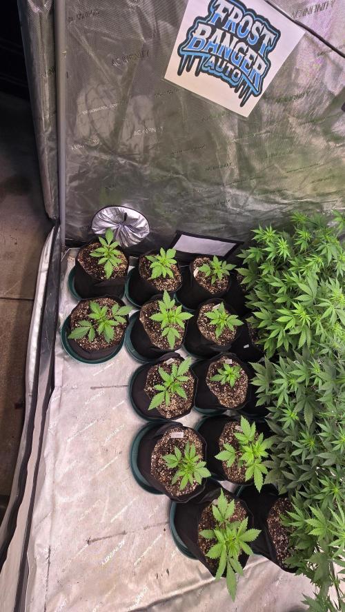 FrostBangerAuto. Week 2