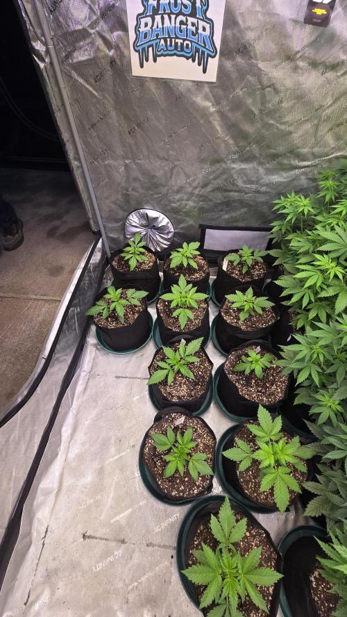 FrostBangerAuto. Week 2