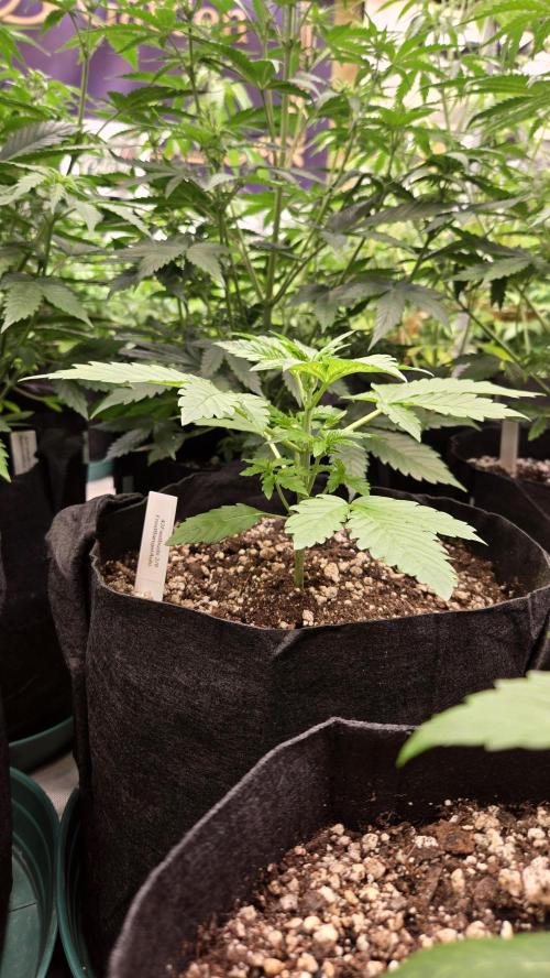 FrostBangerAuto. Week 2