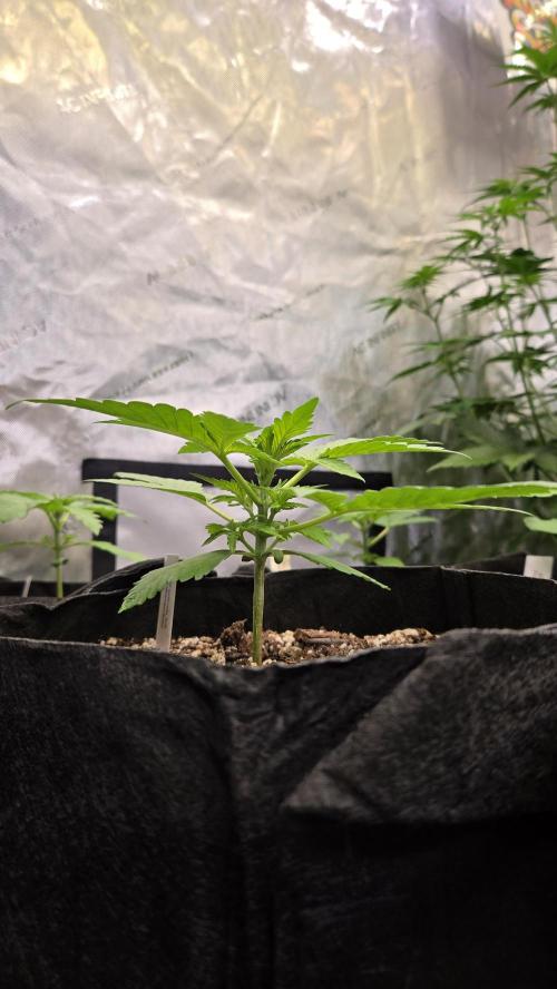 FrostBangerAuto. Week 2