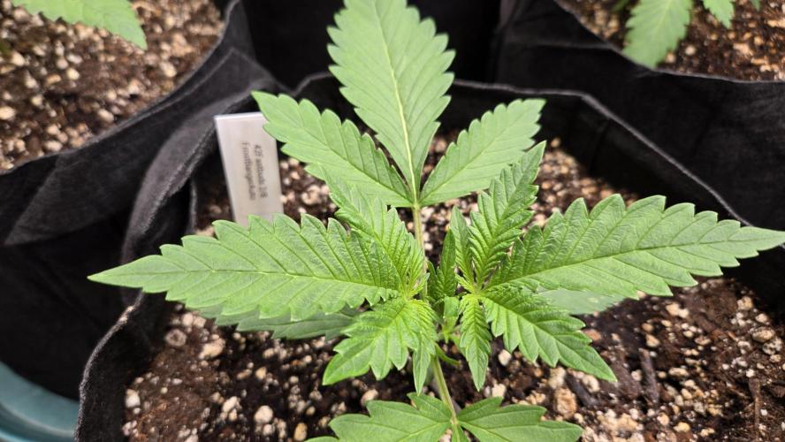 FrostBangerAuto. Week 2