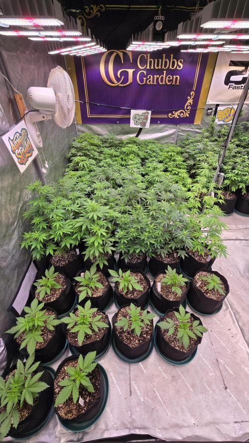 AppleStrudelAuto. Week 4
